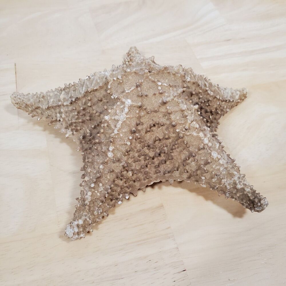 Red Cushion Sea Star 8” 8 Inches Wide Starfish Large Ocean Beach Decor 5 arm